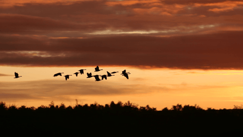 Migrating to a new Learning Management System